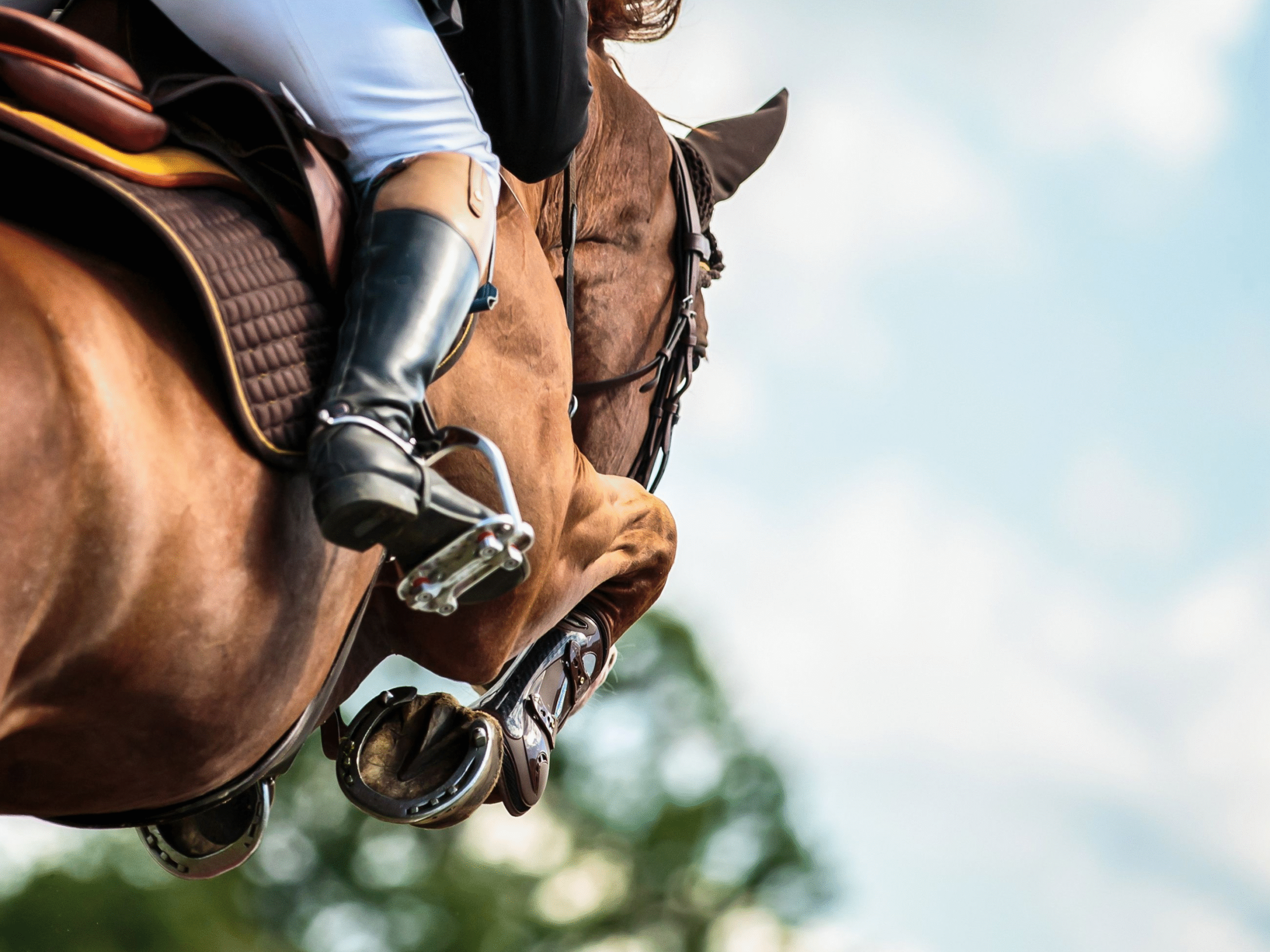 Paardensport sprong in actie buitenlucht - Bergen op Zoom