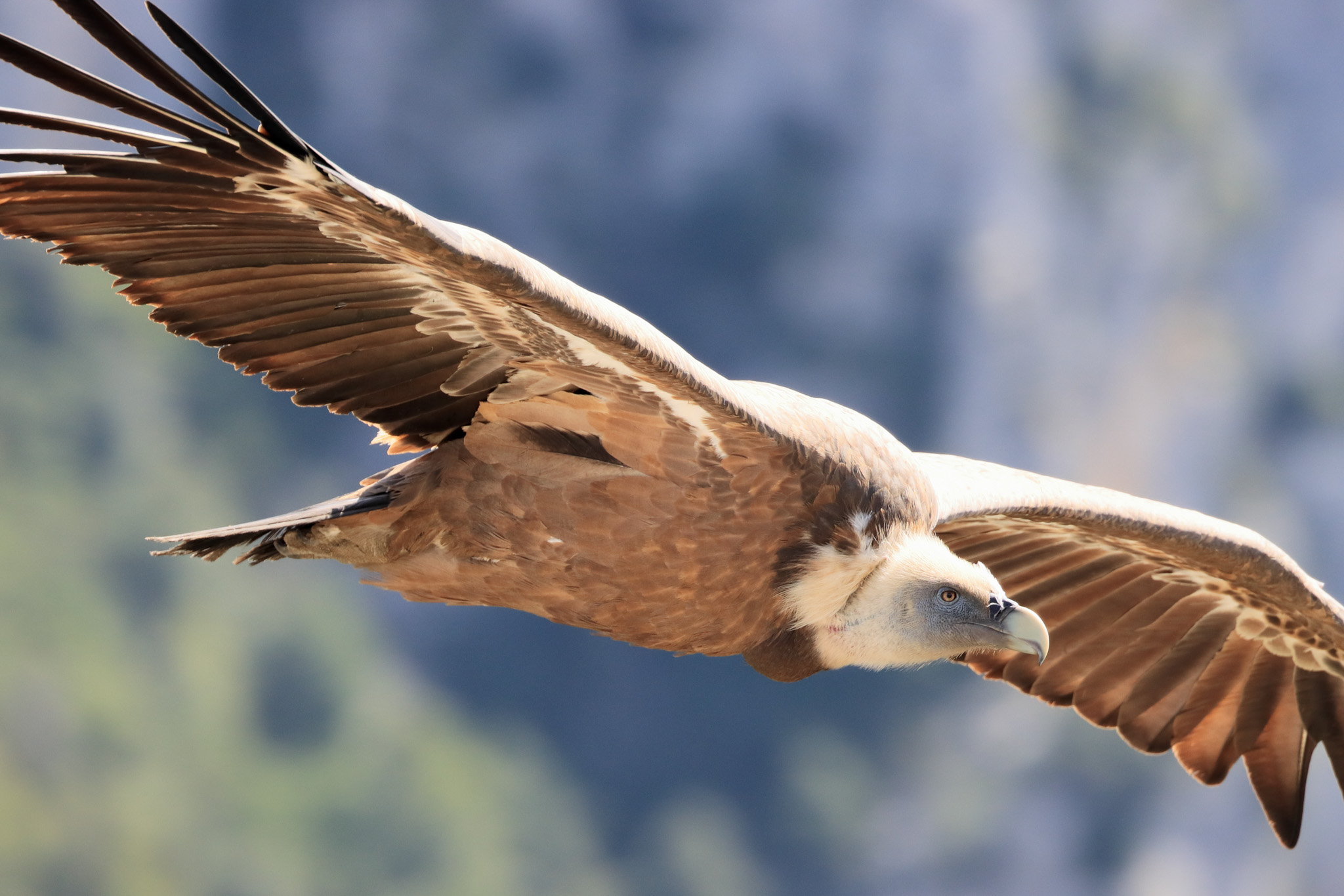 Grote roofvogel vliegend boven landschap - Bergen op Zoom