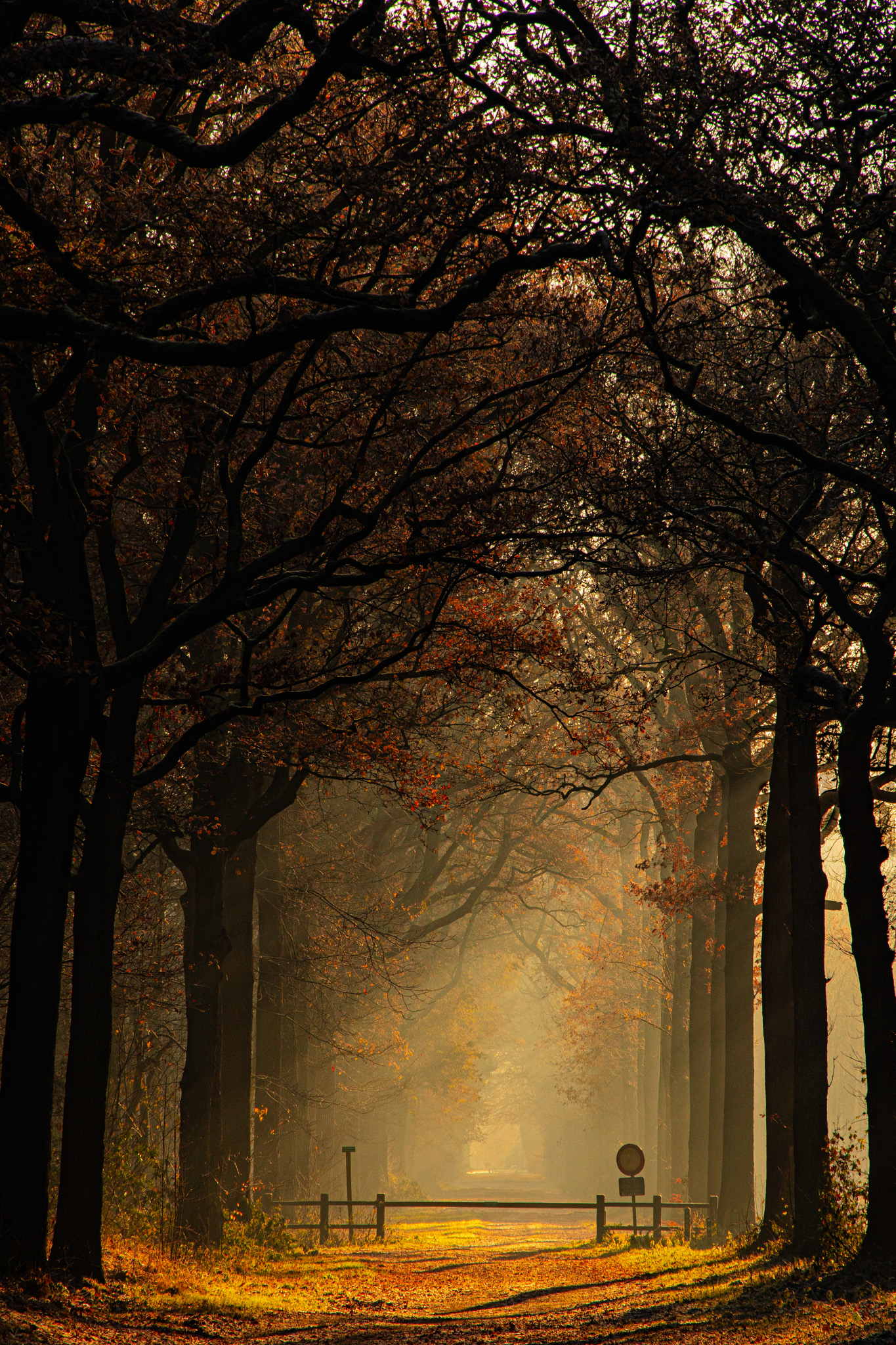 Herfstbos met zonnestralen langs bospad - Bergen op Zoom