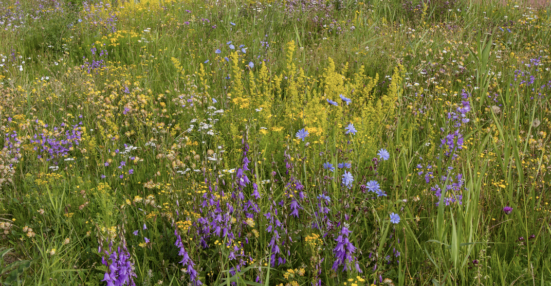Wilde bloemen bloeien in het veld - Bergen op Zoom